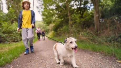 Top five dog-friendly cities that make the perfect UK staycation