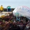 Alerte aux physalies, ces étranges espèces venimeuses qui envahissent les plages du Sud-Ouest