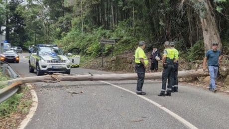 Nuevo boicot pro Hamás a la Vuelta: talan un árbol y lo arrojan a la carretera