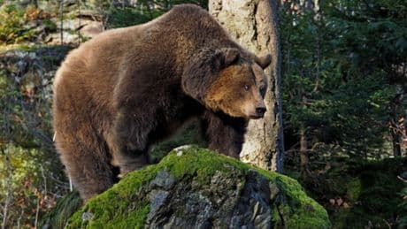Orso vicino Udine, famiglia si rifugia in casa: «Sembrava un ladro di pannocchie, poi ha iniziato a correre verso di noi»