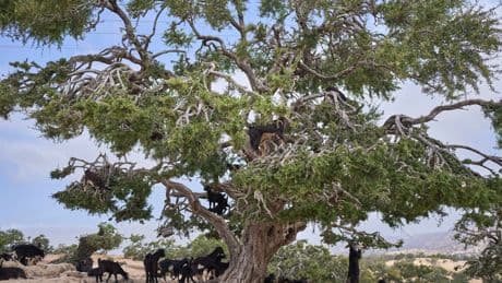 The ‘liquid gold’ hair product that is threatening forests