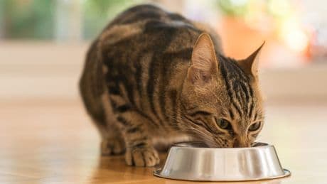 FDA warning over raw pet food after cat euthanized with bird flu