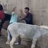 Animal lover who went viral for punching a man who was beating a donkey says she is now getting DEATH THREATS but insists: 'I would do it again - I will not let an innocent animal be harmed'