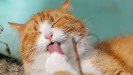 Este es el motivo por el que algunos gatos macho castrados siguen marcando territorio