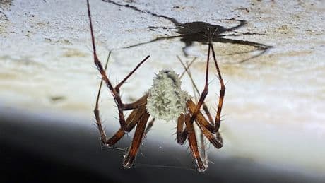 Fungus-encrusted zombie spiders are now being found in America and freaking out homeowners