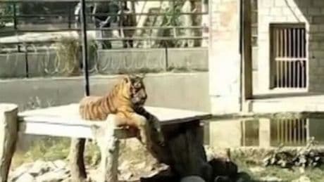 'Lunatic' mauled to death by three tigers after jumping into zoo enclosure