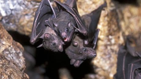 20 new viruses found in bats in China - two are worrying scientists most