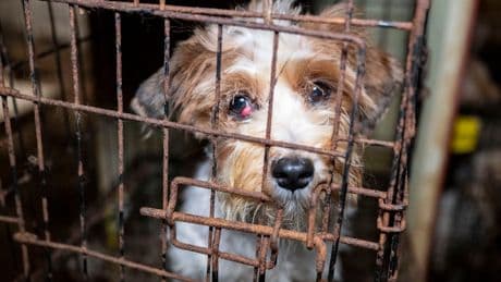 Von Käfigen in die Freiheit - Mehr als 100 Hunde aus Züchterhölle gerettet