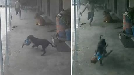 Dehşet dolu anlar! Sokak köpeği çocuğu kaçırmaya çalıştı, baba koşarak yetişti