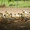 Le nombre de foyers de grippe aviaire chez les mammifères a plus que doublé dans le monde en 2024, selon un rapport
