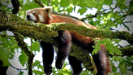 « Il faut avancer étape par étape » : la fabuleuse épopée du parc animalier des Terres de Nataé