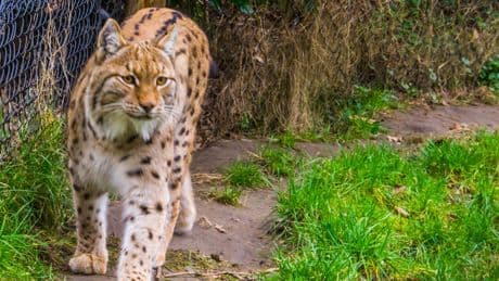Deense dierentuin schokt met onconventioneel verzoek: ’Doneer huisdieren als roofdierenvoer’