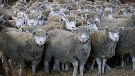 Collonges-au-Mont-d'Or: un chien s'attaque à un troupeau de moutons, plusieurs animaux blessés
