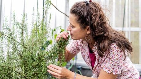 Two herbs found in your kitchen could boost memory and protect against dementia