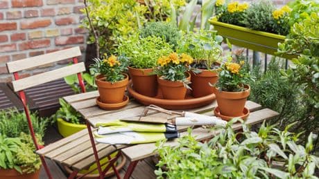 Hitze überstehen: Diese 3 Tipps helfen Ihren Balkonpflanzen laut Experten
