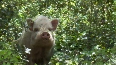 "Il était tranquille": un sanglier blanc filmé par une famille près de Trans-en-Provence