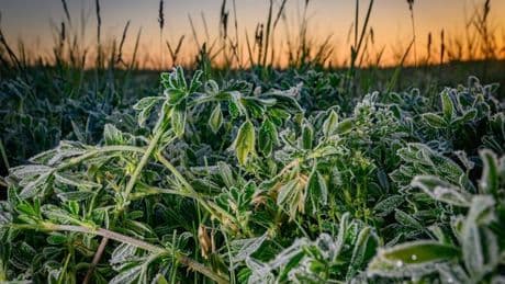 Frühlingswetter: Sonniges Wochenende und auch Frost erwartet