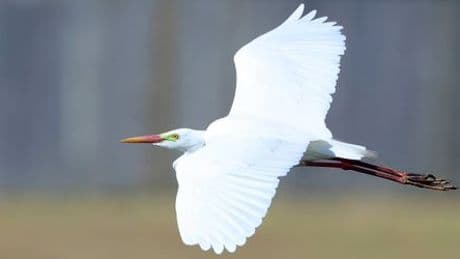 Zugvögel: Reiher fliegt 38 Stunden nonstop von Australien nach Papua-Neuguinea