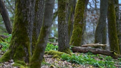 Hessischer Landtag: Wie die CDU ihre Klimapolitik verändert hat