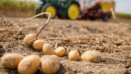 Landwirtschaft: Massive Ernteausfälle bei Kartoffeln und Rüben durch Pflanzenkrankheit Stolbur