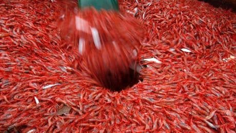 New England's shrimp industry is struggling, with fishermen catching few in 2025