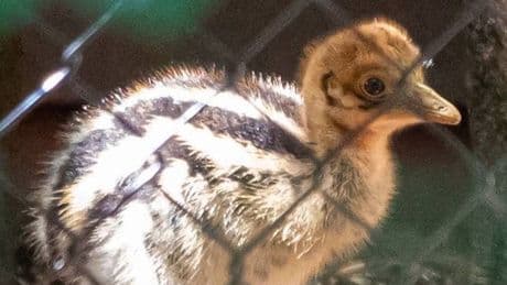 Adorable 'dinosaur' bird born in UK zoo – but it's hiding dangerous secret