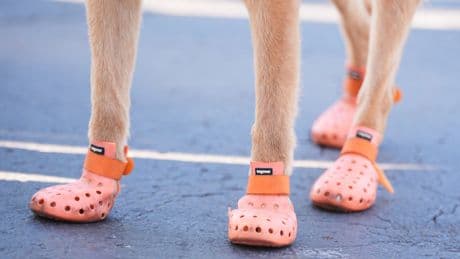 Police dogs given booties for protection during the Club World Cup