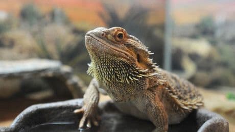 Bearded Dragons Linked To Multi-state Outbreak Of Rare Salmonella In Children