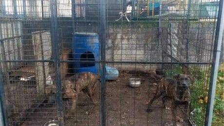 Un cazador alavés no podrá tener animales hasta 2029 tras «maltratar» a sus cuatro perros