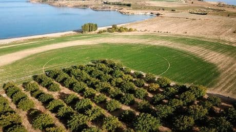 Coğrafi işaretli üründe hasat vakti! Tüm dünya almak için yarışıyor: Orada 2025 hasat heyecanı yaşanıyor