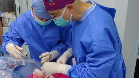 Medizin: Erstmals Schweinelunge in hirntoten Menschen transplantiert