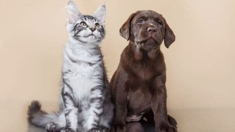 Kampf gegen Welpen-Mafia - EU plant Chip-Pflicht für alle Hunde und Katzen