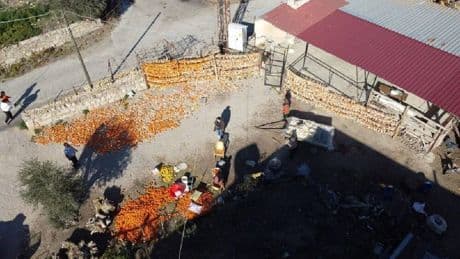 Kendisi kadar kabuğu da para ediyor, kilosuna 30 TL veriliyor! 20 kilodan 2 kiloluk verim: Bu yöntemle gelirlerini katlıyorlar