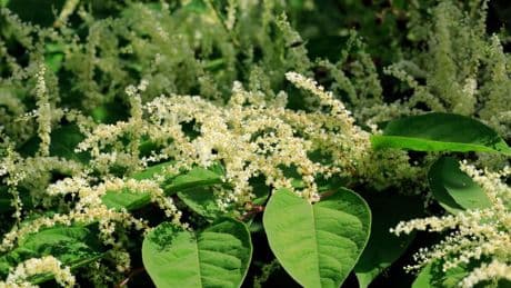 Major warning over ‘beast’ invasive plant as gardens across the UK set to see ‘super growth’ this month