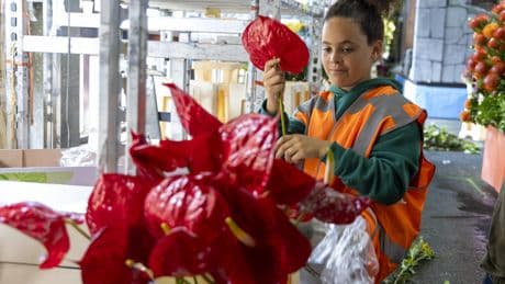 Bloemenstekers leggen ziel en zaligheid in praalwagens voor  Flower Parade: ’Voor de zekerheid heb ik ook pleisters bij me’