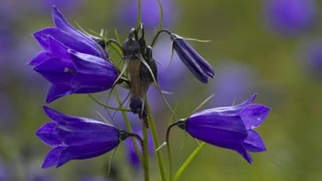 Glockenblume: Ist die Pflanze für Menschen und Tiere giftig?