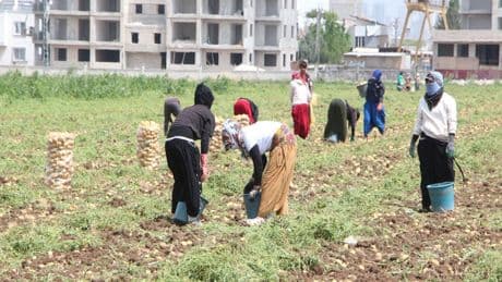 Adana'da patates hasadında çalışacak işçilerin günlük yevmiyeleri belli oldu