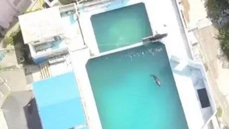 'World's loneliest dolphin' dies alone in tiny tank in abandoned theme park
