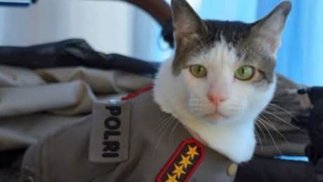 Escorte et SUV blanc : l’État indonésien en fait-il trop pour Bobby, le chat du président ?
