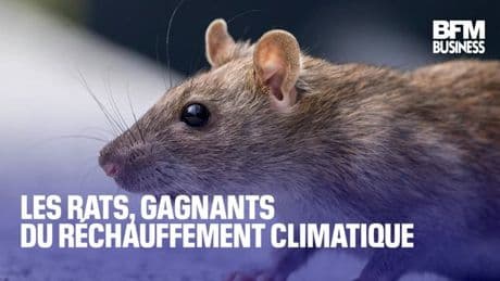 Les rats, gagnants du réchauffement climatique
