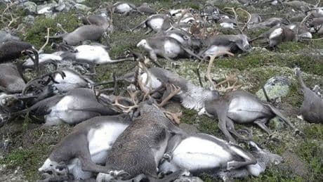 En 2016, un solo rayo mató a 323 ciervos: lo que pasó después dice mucho sobre 'la vida' después de la muerte