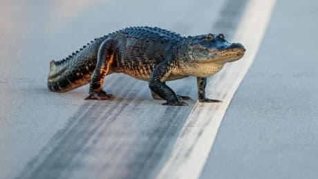 11 Southeast States Offer Tips For People Living Among Alligators