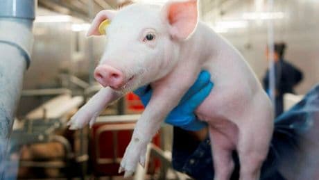 « Animaux médicaments » : un cochon qui valait 100 millions