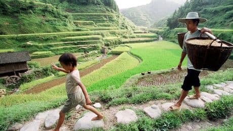 El arroz desata una crisis de gobierno en Japón