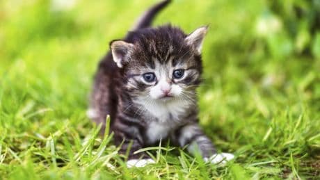 Tierheim Braunschweig: 14 Kätzchen suchen ein neues Zuhause