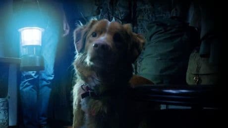 Dog-Led Horror Movie ‘Good Boy’ To Get Wide Theatrical Release
