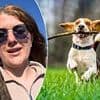 Vet issues urgent warning to dog owners about why you should NEVER play fetch with a stick