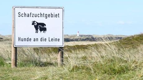 Sylt: Goldschakal darf vorerst nicht geschossen werden