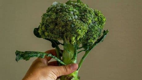 How to stop botulism invading your home as man dies after eating broccoli sandwich