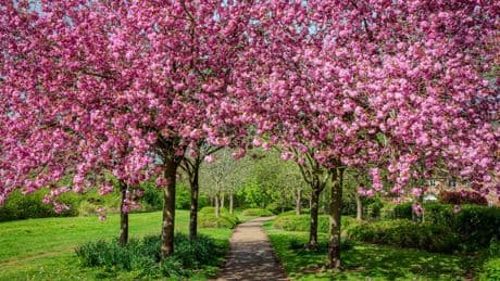 Il abat 16 arbres sur la propriété voisine pour avoir une vue sur l’océan et vendre sa maison plus cher